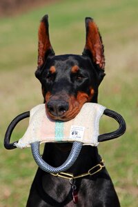 Fejkép dog portrait