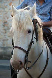 Horse camargue feria