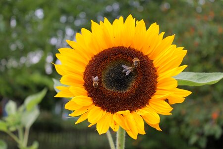 Sunflower bee flower photo