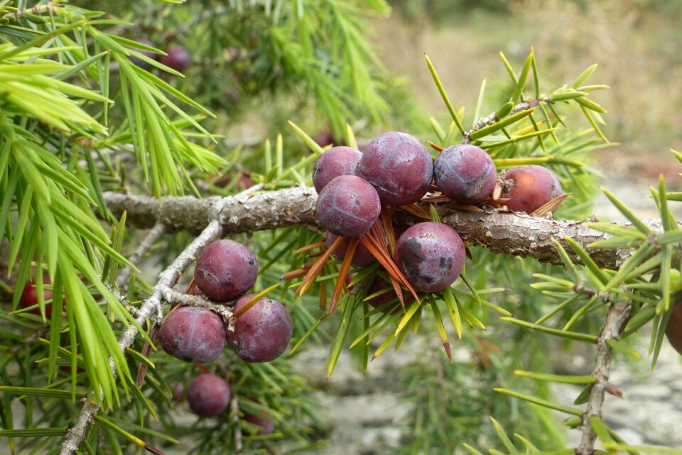 Berry bush plant