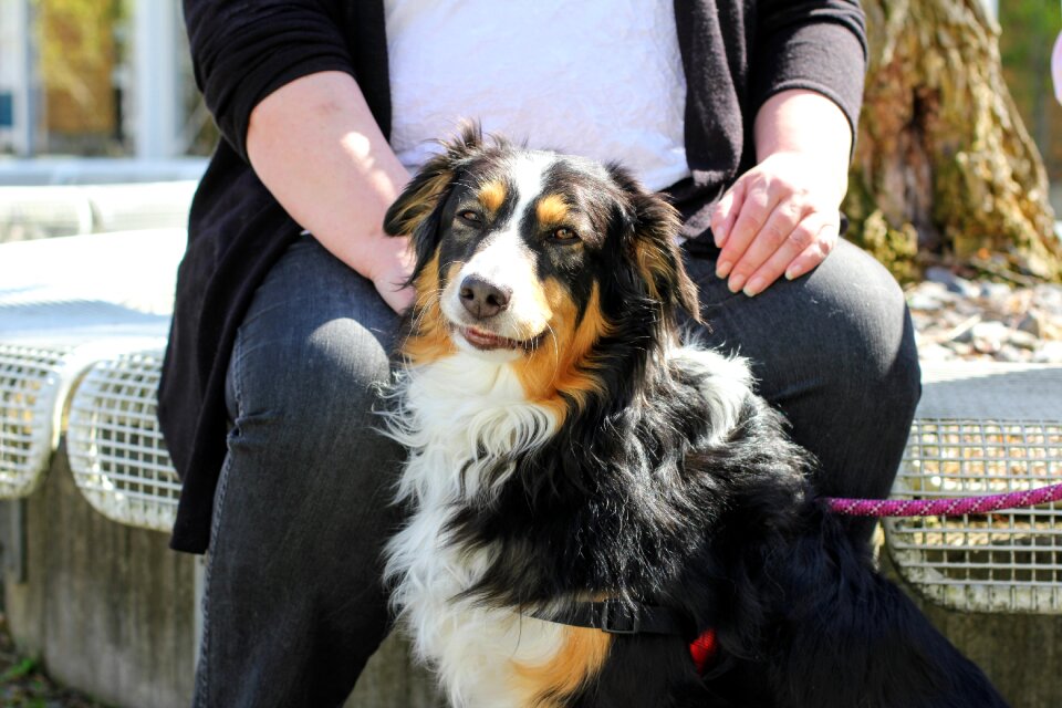 Purebred dog sitting animal