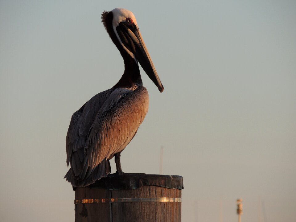 Nature ornithology big-bird