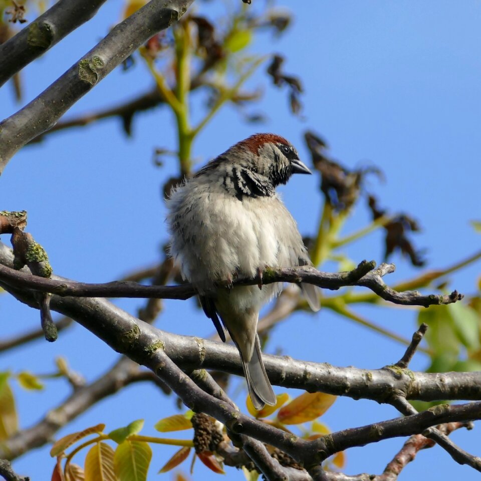 House sparrow sperling nature