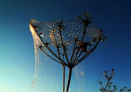 Lens fiber weeds