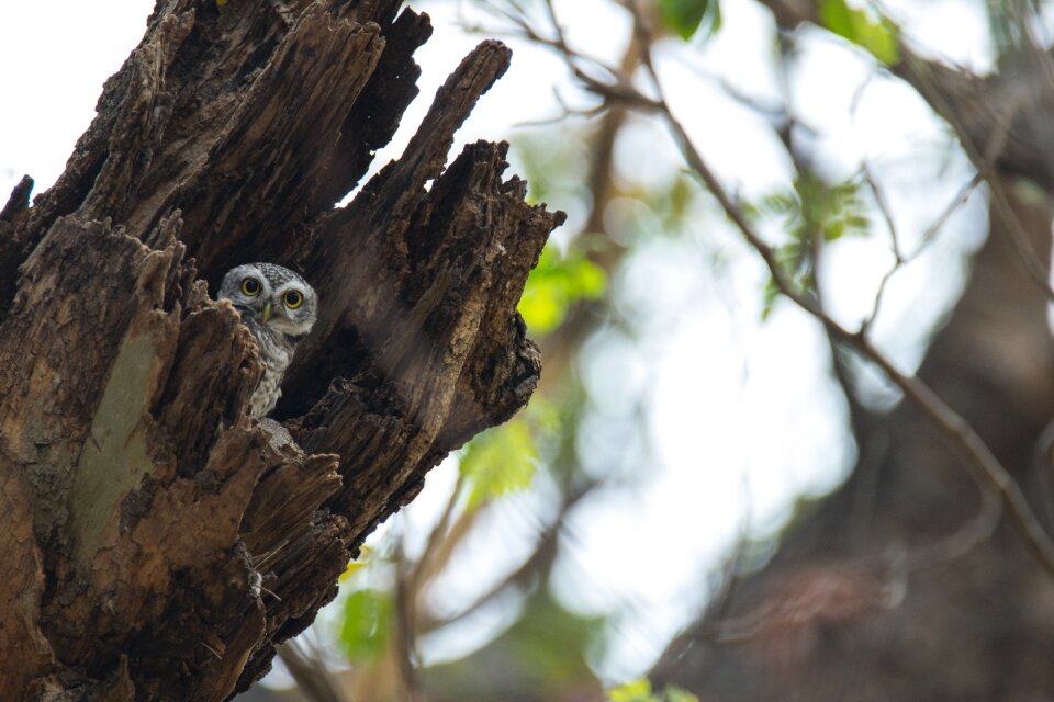 Bird southeast asia bird owlet
