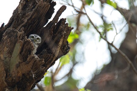 Bird southeast asia bird owlet
