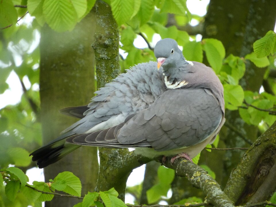 Feather resting place forest