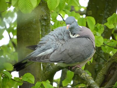 Feather resting place forest