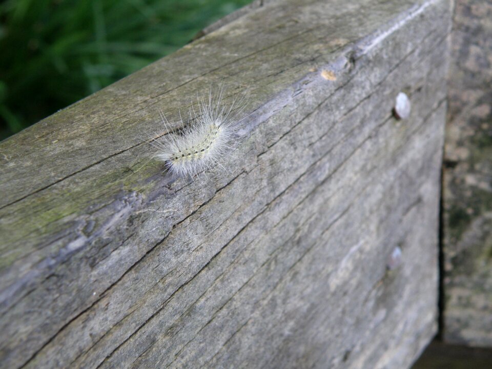 Nature caterpillar animal
