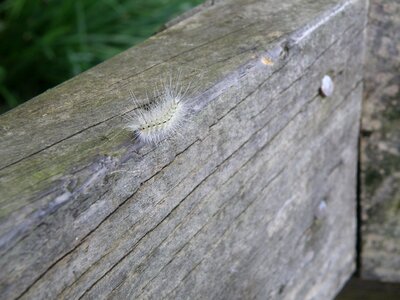 Nature caterpillar animal