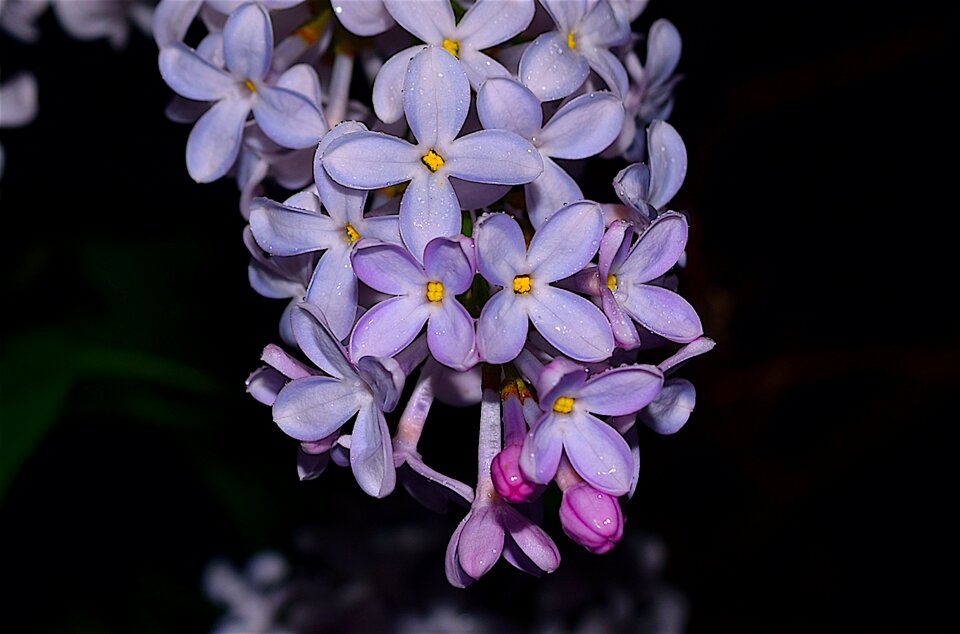 Spring pink nature