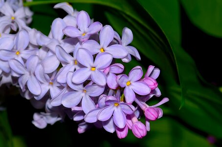 Spring pink nature photo