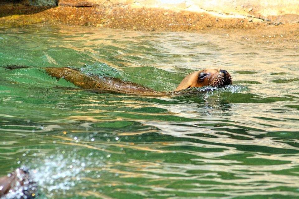 Wet animal world animal