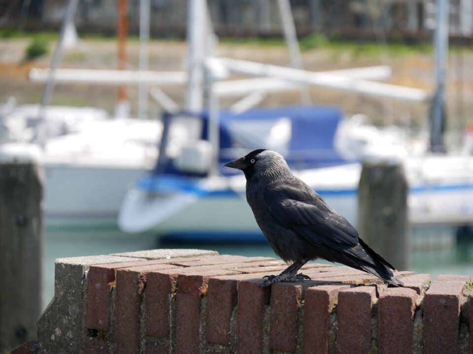 Sea wildlife animal