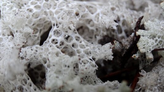 Up close white