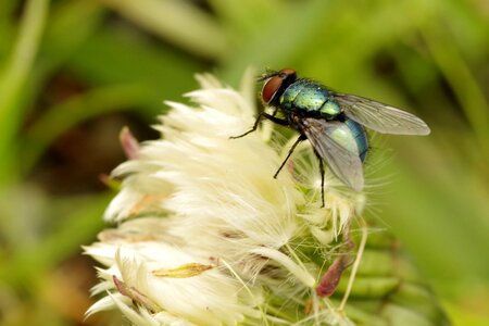 Insect wings sitting