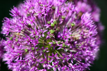 Purple flowers spring plant photo