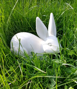 Rabbit spring animal
