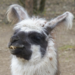Portrait camel animal