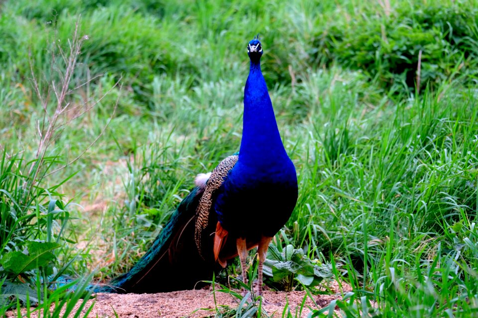 Feather nature animal