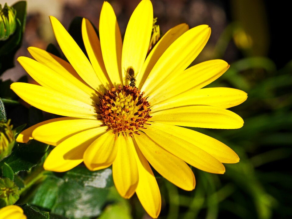 Yellow sunny potted plant
