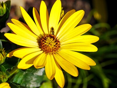 Yellow sunny potted plant