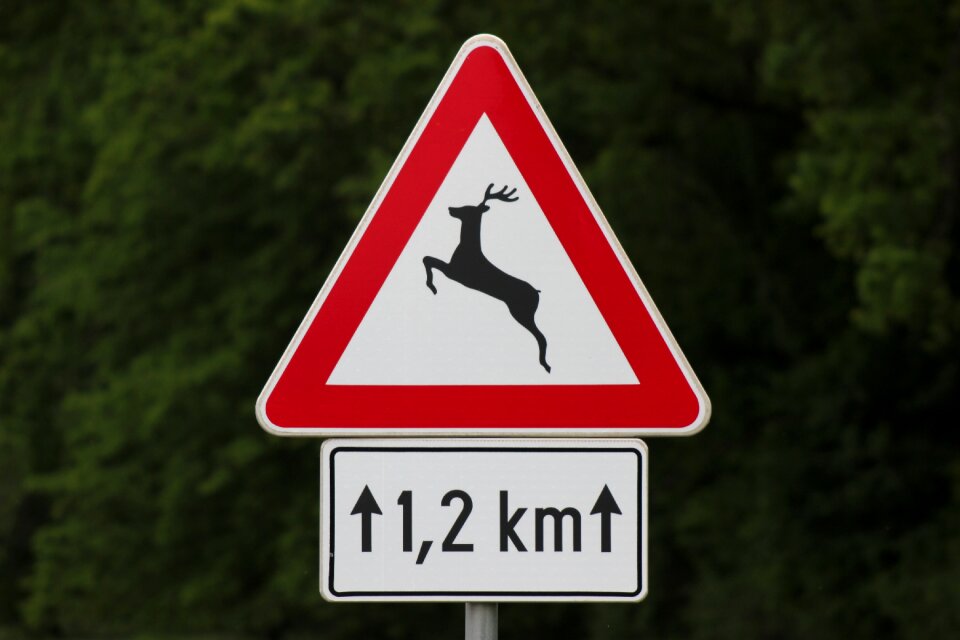 Danger wild animal nature