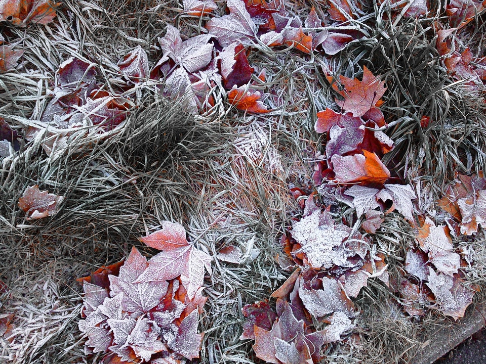 Plant nature autumn
