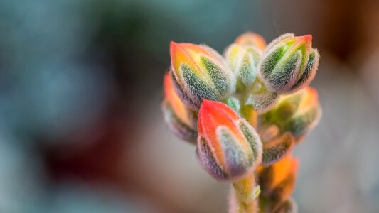 Plant closeup macro
