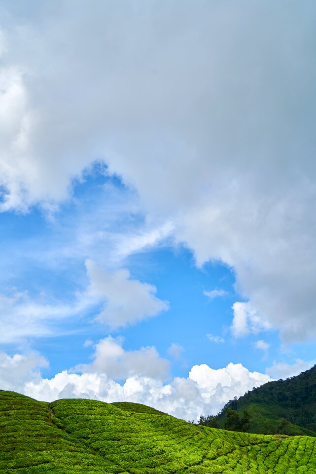 Tree grass cloud