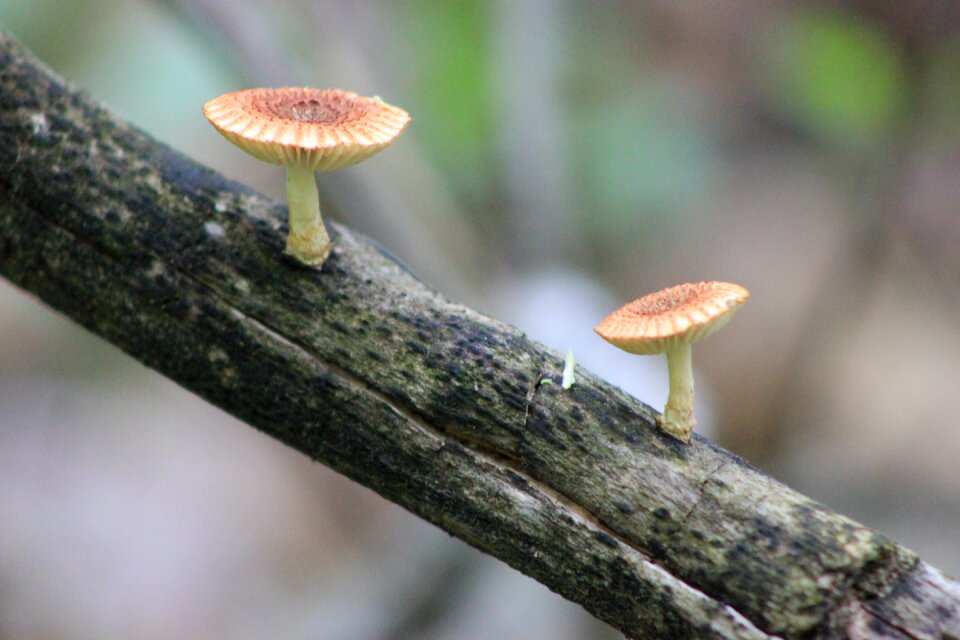 Fungus brown cap