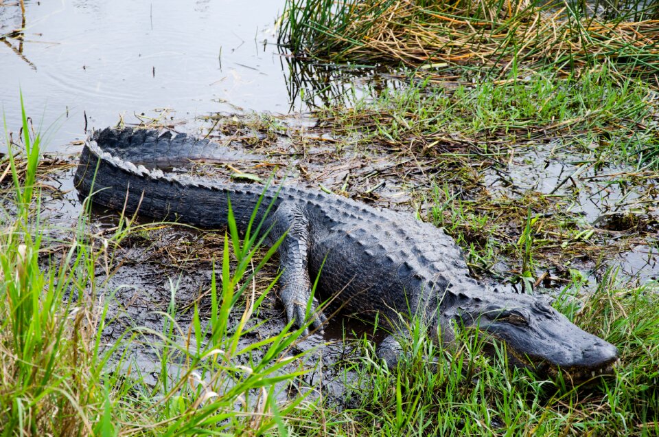 Animal nature reptile