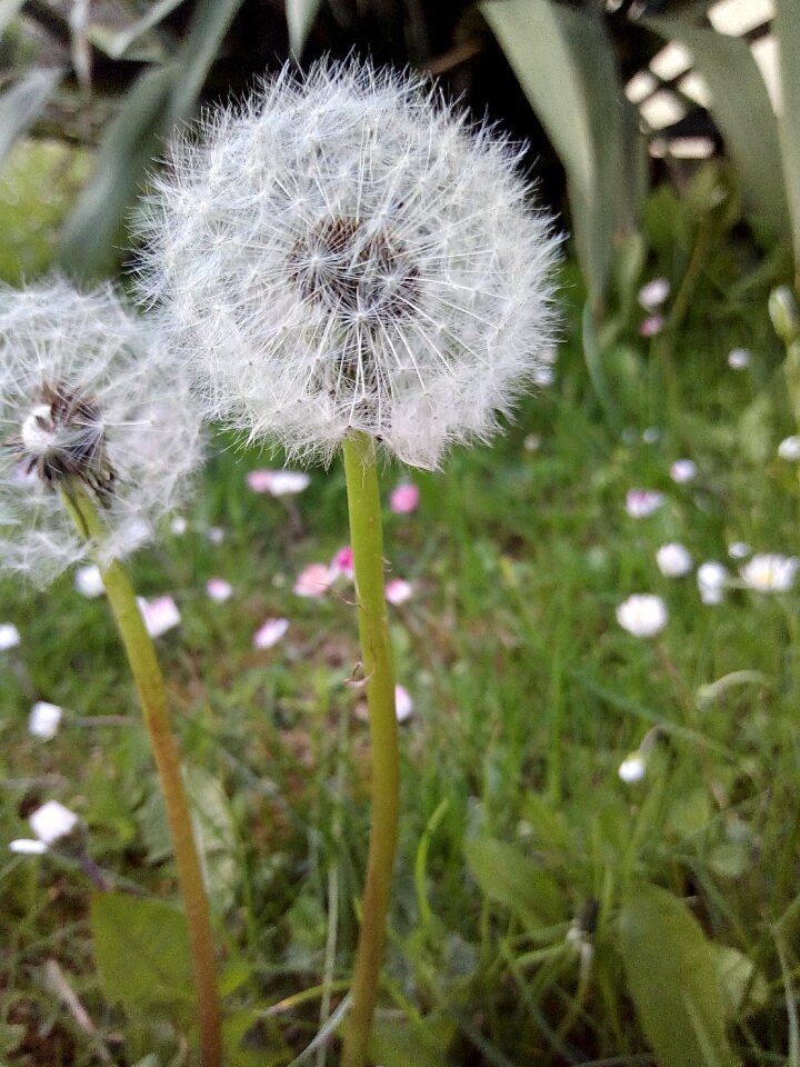 Dandelion spring Free photos