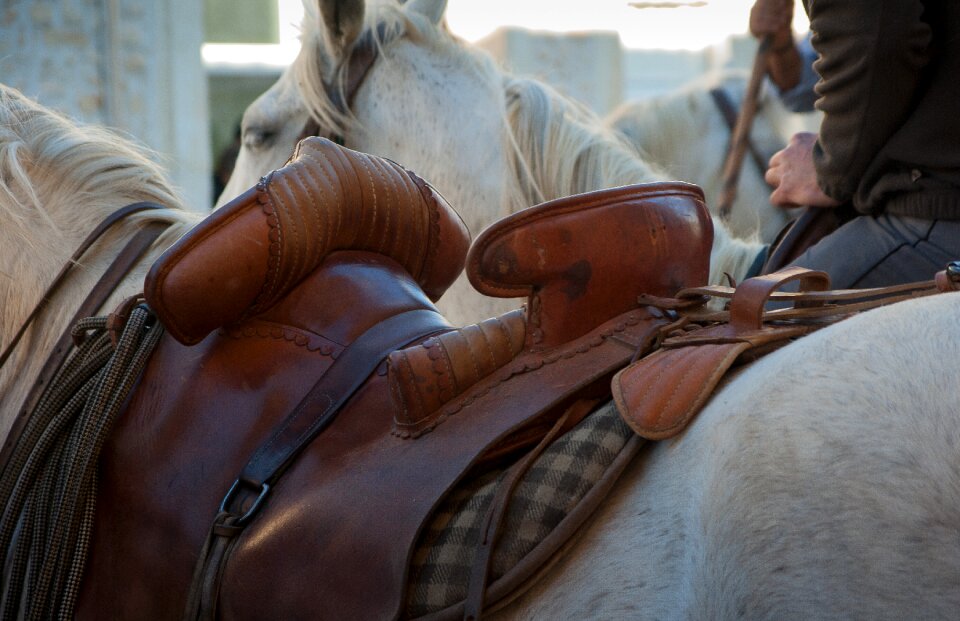 Jumper gardian horses