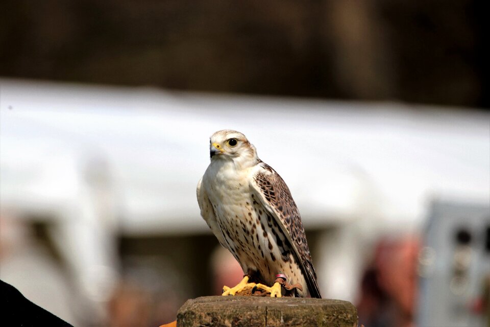 Saker prey nature