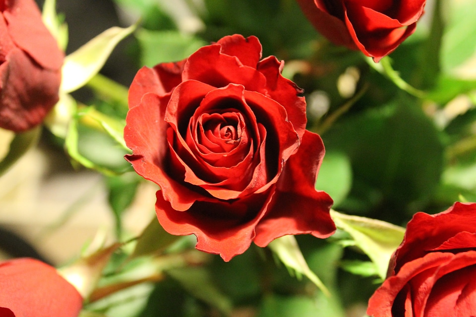 Garden nature plant
