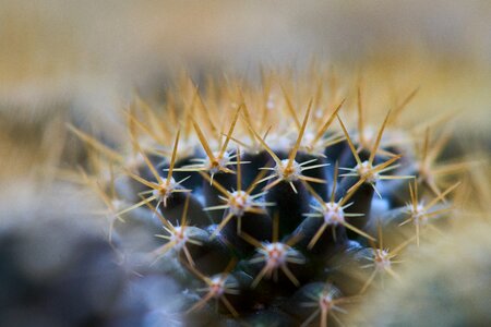 Flower nature plant