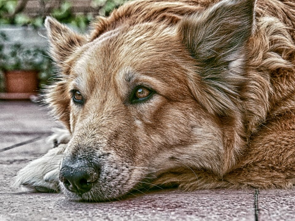 Friend nature pet