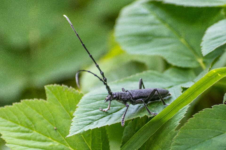 Close up macro animal