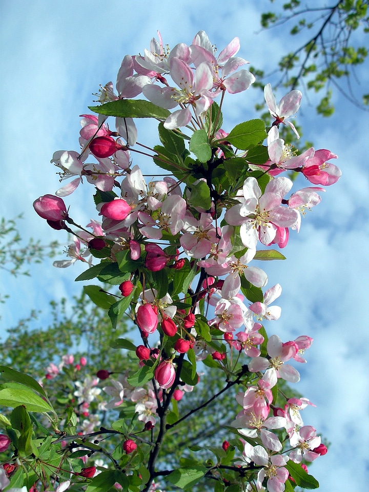 Tree blossoms spring spring awakening