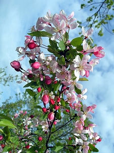 Tree blossoms spring spring awakening photo