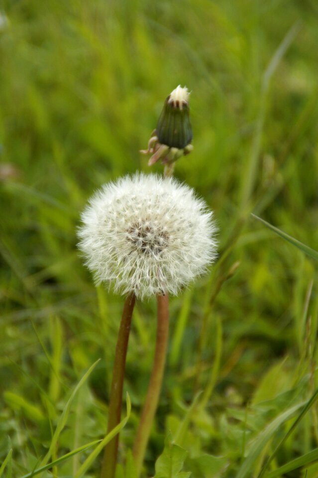 Pointed flower meadow grass