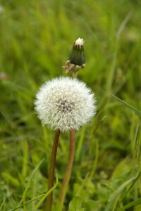 Pointed flower meadow grass