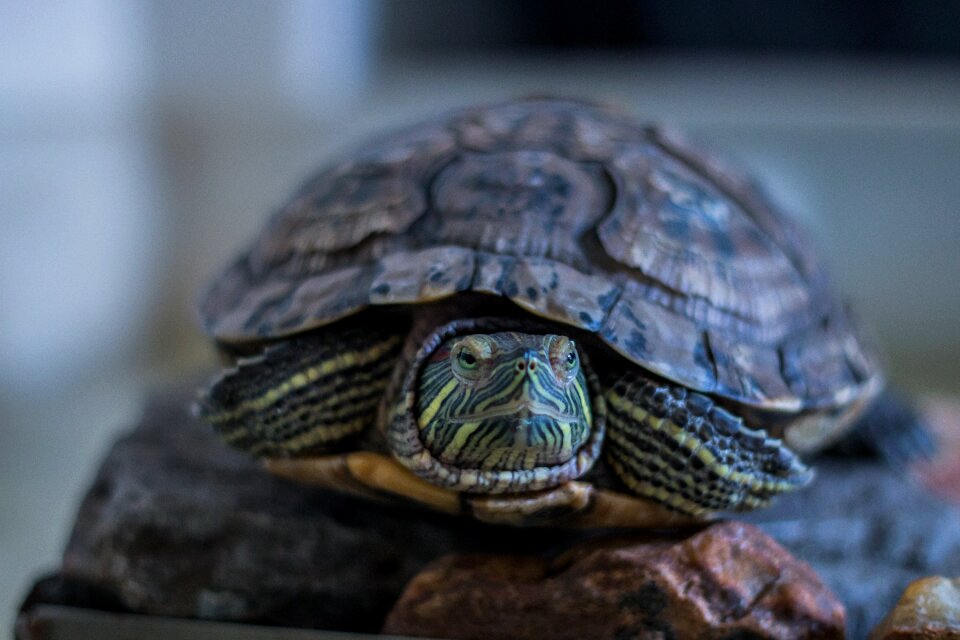 Animal tortoise reptile