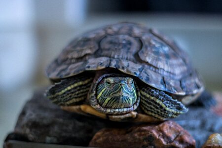 Animal tortoise reptile