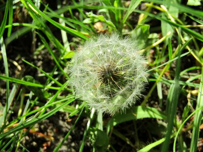 Dandelion flower nature
