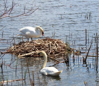 Spring lake habitat