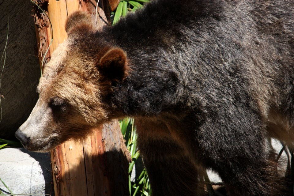 Zoo bear