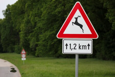 Danger wild animal nature
