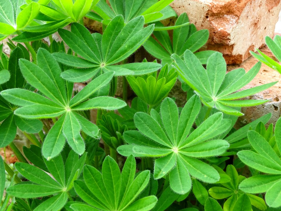 Lupin leaves lupine lupin leaf